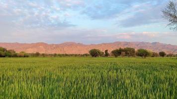 Green wheat field close up 4K video