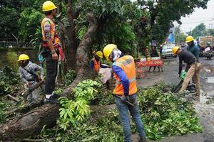 Bogor, Indonesia, 2023 - A number of workers were cutting trees photo