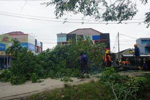 Bogor, Indonesia, 2023 - A number of workers were cutting trees photo