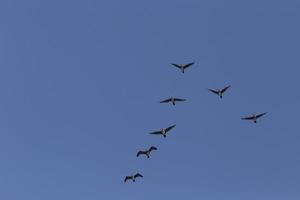 great cormorants flying in a clear blue sky photo