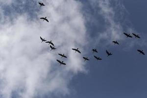 flock of gbirds flying out to south at fall photo