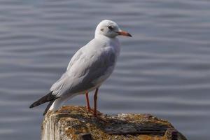 gaviota en pie en muelle en contra agua foto