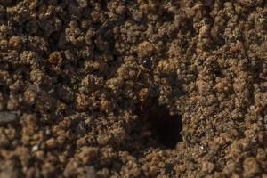 ant carrying grain of sand at ant hill photo