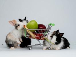 Rabbit animal pet wild zoo baby child group basket fruit apple pretty beautiful symbol decoration rabbit easter egg april spring season small bunny rabbit mammal gift farm rodent adorable cute concept photo