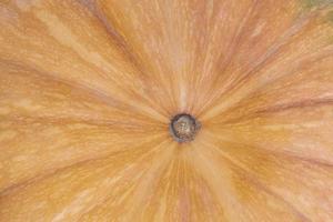 close up of ripe orange pumpkin texture photo