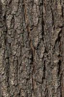 close up of bark of tree texture photo