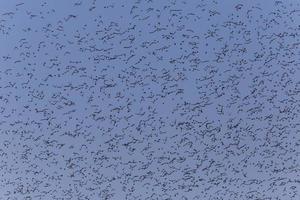 flock of starlings flying in a blue sky photo