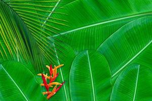 patrón de hojas verdes para el concepto de naturaleza, fondo texturizado de hojas tropicales foto