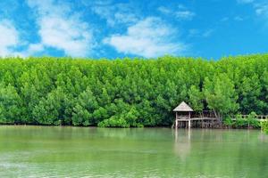 The forest mangrove and walkway bridge with blue sky background photo