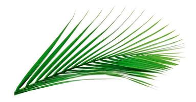 Green leaves pattern,leaf palm tree isolated on white background photo