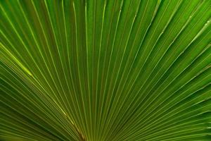 textura de hojas verdes, hoja tropical para el fondo de la naturaleza, árbol de follaje de palma de hoja foto