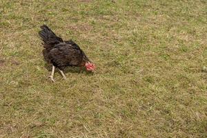 black chicken on a meadow photo