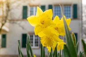 flowering yellow daffodil in front of a dwelling house photo