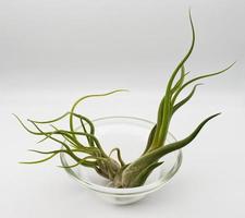 tillandsia es un planta sin raíces. eso absorbe sus nutrientes desde el humedad presente en el aire. planta cuidado concepto. foto