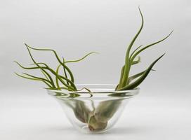 tillandsia es un planta sin raíces. eso absorbe sus nutrientes desde el humedad presente en el aire. planta cuidado concepto. foto