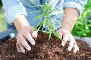 Tree growing with hand, eco earth day, save world, save earth, go green photo