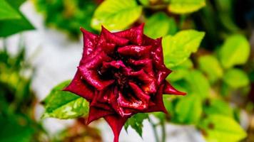 beautiful and stunning rose flowers as background photo