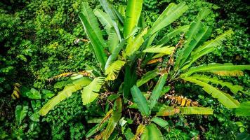 banana tree with green leaves seen from above photo