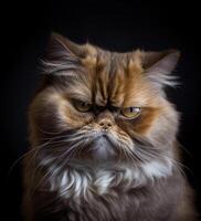 Grumpy Persian Cat on Black Background photo