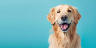 ai generado dorado perdiguero perro en azul antecedentes foto