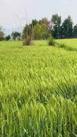 Green wheat field and mountains 4K video