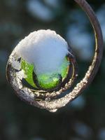 horario de invierno en el jardín foto