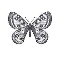 Butterfly isolated on white background. Vector