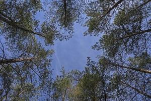 tops of pine trees against blue sky photo