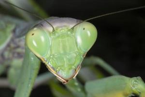 close up of green praying mantis photo