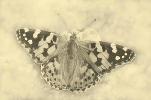 butterfly sitting on flower against bokeh background photo