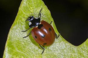 close up of red ladybug sitting on green leaf photo
