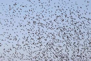 huge flock of starlings in a blue sky photo