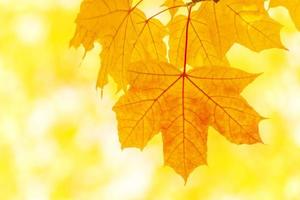 orange maple leaf on tree at fall photo