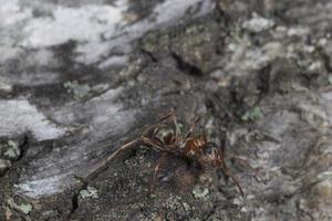 close up of brown ant sitting on bark of tree photo