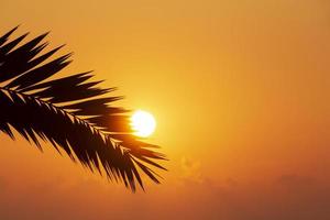 iew on sunrise through silhouette of palm tree leaf photo