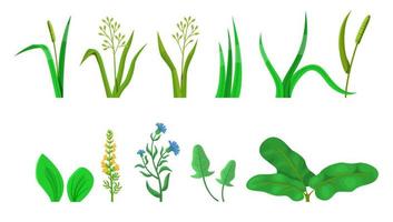 Forest and garden flowers and grass isolated on white vector set.