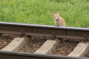 naranja gato sentado a ferrocarril foto