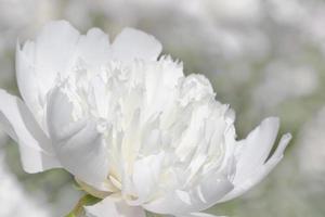 cerca arriba de blanco peonía flor foto