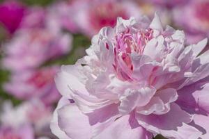 pink peony flower in a garden photo