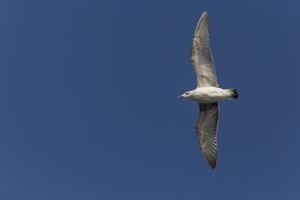 herring gull flying in a clear blue sky photo