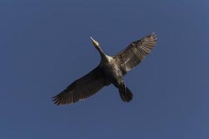 great cormorant flying in a blue sky photo