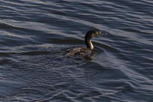 genial cormorán pescar en un río foto