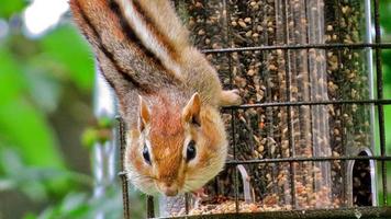 Mr. Cheeky Chipmunk photo