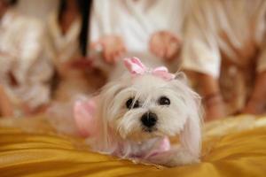 wedding dog on the background of the feet on the grass, wearing bow tie. Bride and groom wedding with dog. boston terrier. Love dogs photo