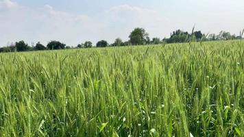 Green wheat field and mountains 4K video