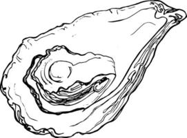 Sketch oyster on a white background vector