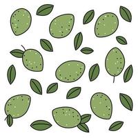 collection of limes with leaves in flat style with stroke vector