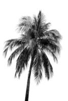 negro y blanco hojas de palma, coco árbol aislado en blanco antecedentes foto