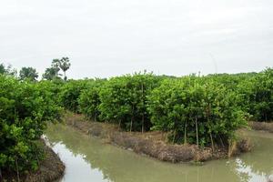 lozano Lima arboles son creciente y acerca de a rendimiento en el agua rico en minerales foso. a nutrir el crecimiento de rural agricultores en Tailandia quien crecer para rebaja y Procesando. foto