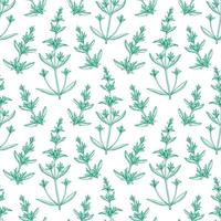 Seamless pattern with savory. Summer or spring background. Hand drawn vector illustration.